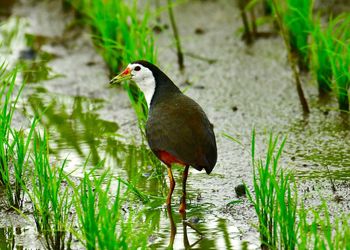 Bird perching on a lake