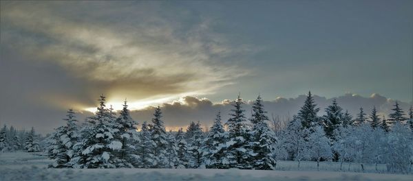 View of trees against cloudy sky