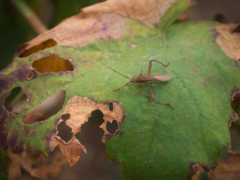 Close-up of insect on leaves