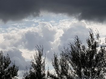 Low angle view of trees against sky