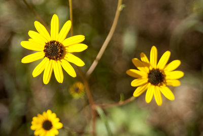 Close-up of yellow flowers blooming outdoors