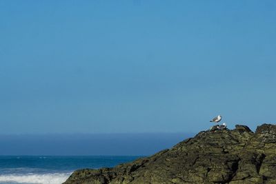 Seagull by sea against clear blue sky