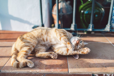 Cat sleeping on floor