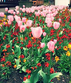 Flowers blooming on plant