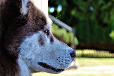 Close-up of dog