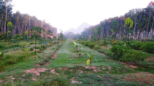 Scenic view of trees on field against sky