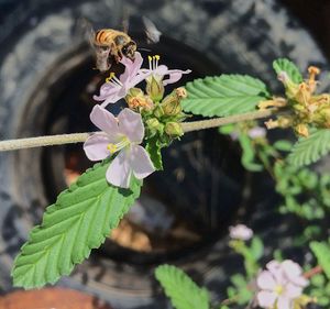 Close-up of butterfly pollinating on flower