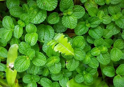 Full frame shot of green leaves