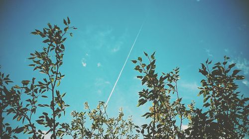 Low angle view of trees against blue sky