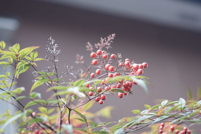 Close-up of red berries growing on tree