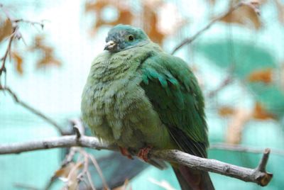 Close-up of bird perching on branch