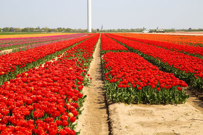 Red flowers on field against sky