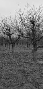 Bare trees on field against sky