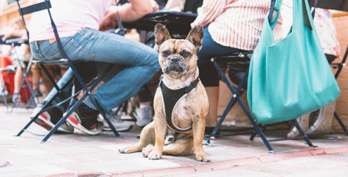 Low section of people with dog sitting on seat