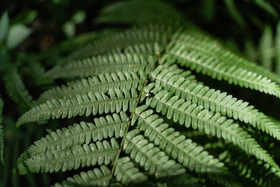 Close-up of palm tree