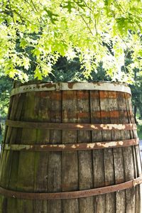 Low angle view of tree growing in farm