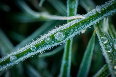 Close-up of frost on leaves