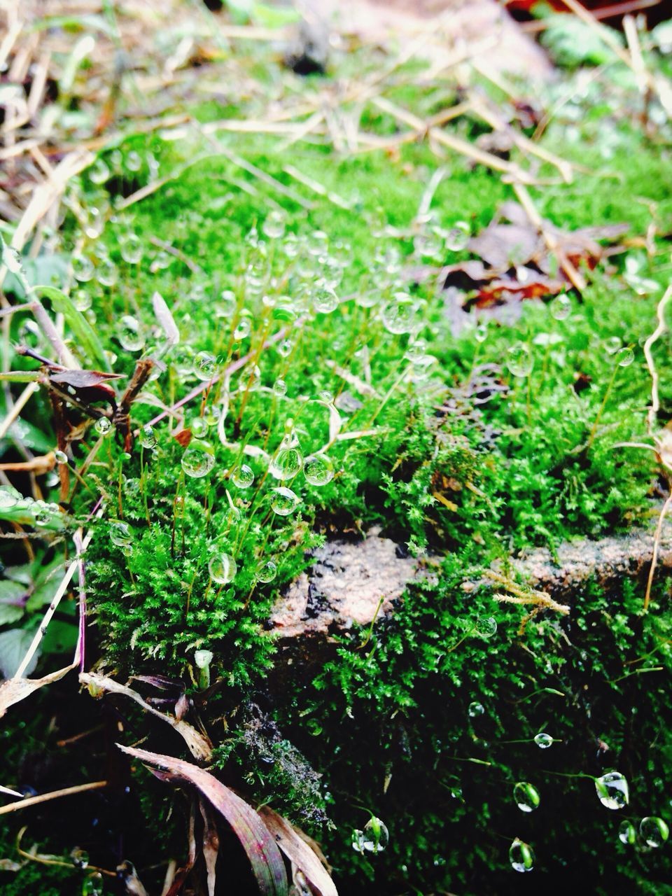 green color, leaf, growth, plant, nature, high angle view, close-up, moss, selective focus, grass, water, growing, beauty in nature, outdoors, day, field, green, tranquility, no people, sunlight