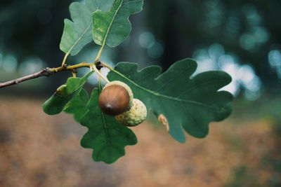 Close-up of berries growing on tree