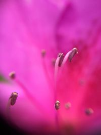 Close-up of purple flower