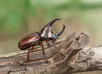 Close-up of insect on tree trunk