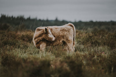 Calf standing on grassy field against cloudy sky