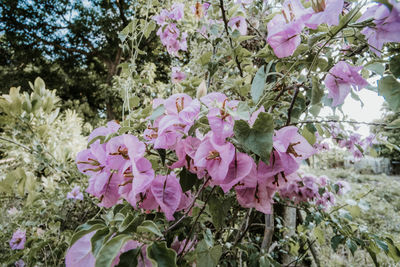 Close-up of pink flowering plant