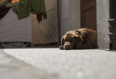 A labrador retriever is sleeping