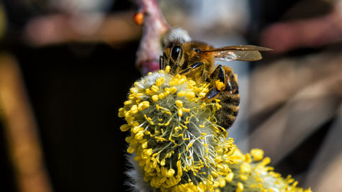 Close-up of bee pollinating on flower