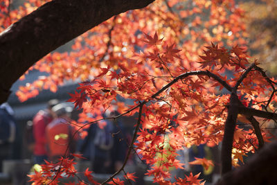 Low angle view of maple tree