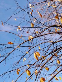 Low angle view of branches against blue sky