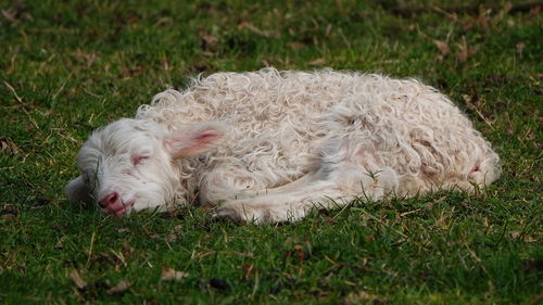 Dog resting in a field