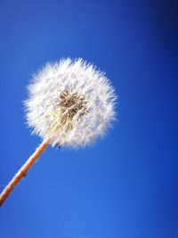 Close-up of dandelion against clear blue sky