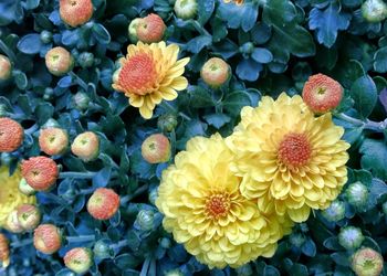 Close-up of yellow flowers