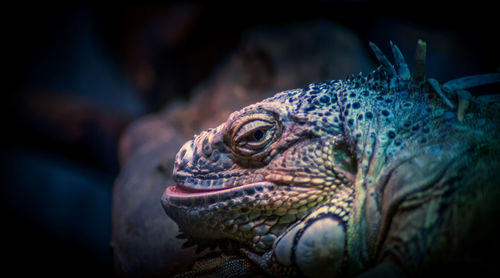 Close-up of a turtle