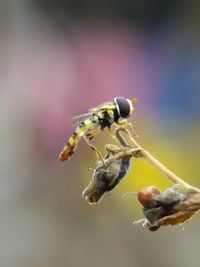 Close-up of insect on flower