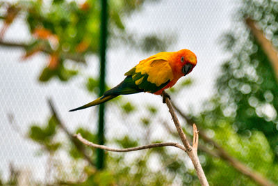 Close-up of parrot perching on branch