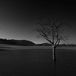 Bare trees on landscape