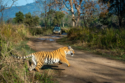 View of cat on dirt road