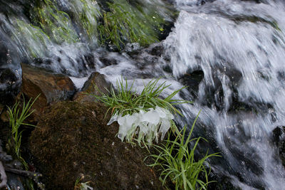 Close-up of stream amidst plants