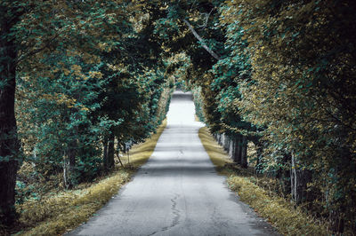 Empty road along trees in forest