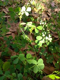 Close-up of fresh green plants