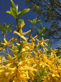 Close-up of yellow flowering plant