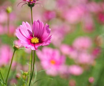 Close-up of pink cosmos flower on field