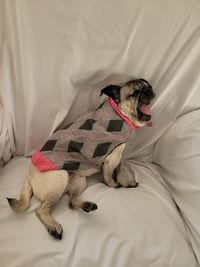 High angle view of dog resting on bed