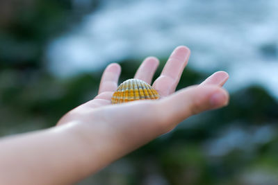 Cropped image of hand with seashell