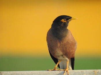 Close-up of bird perching