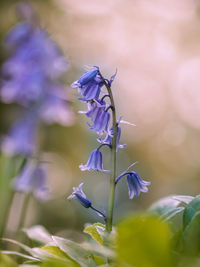 Close-up of purple flowering plant