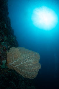 Jellyfish swimming in sea