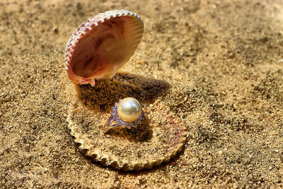 Close-up of seashell on beach